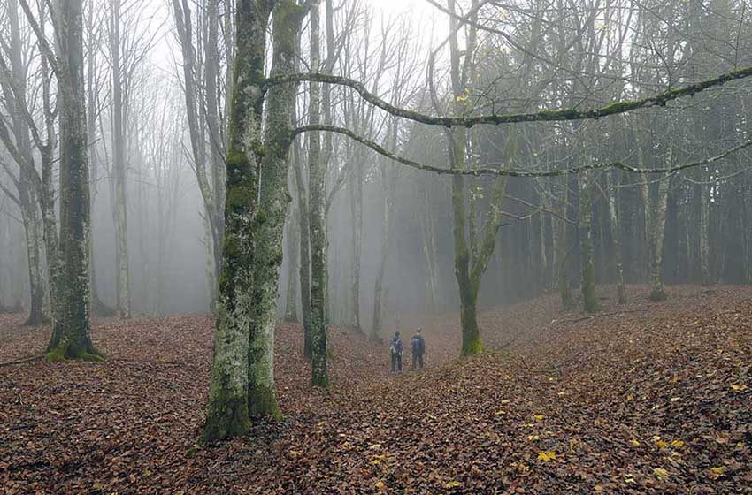 Due persone in mezzo a una faggeta dell'appennino romagnolo